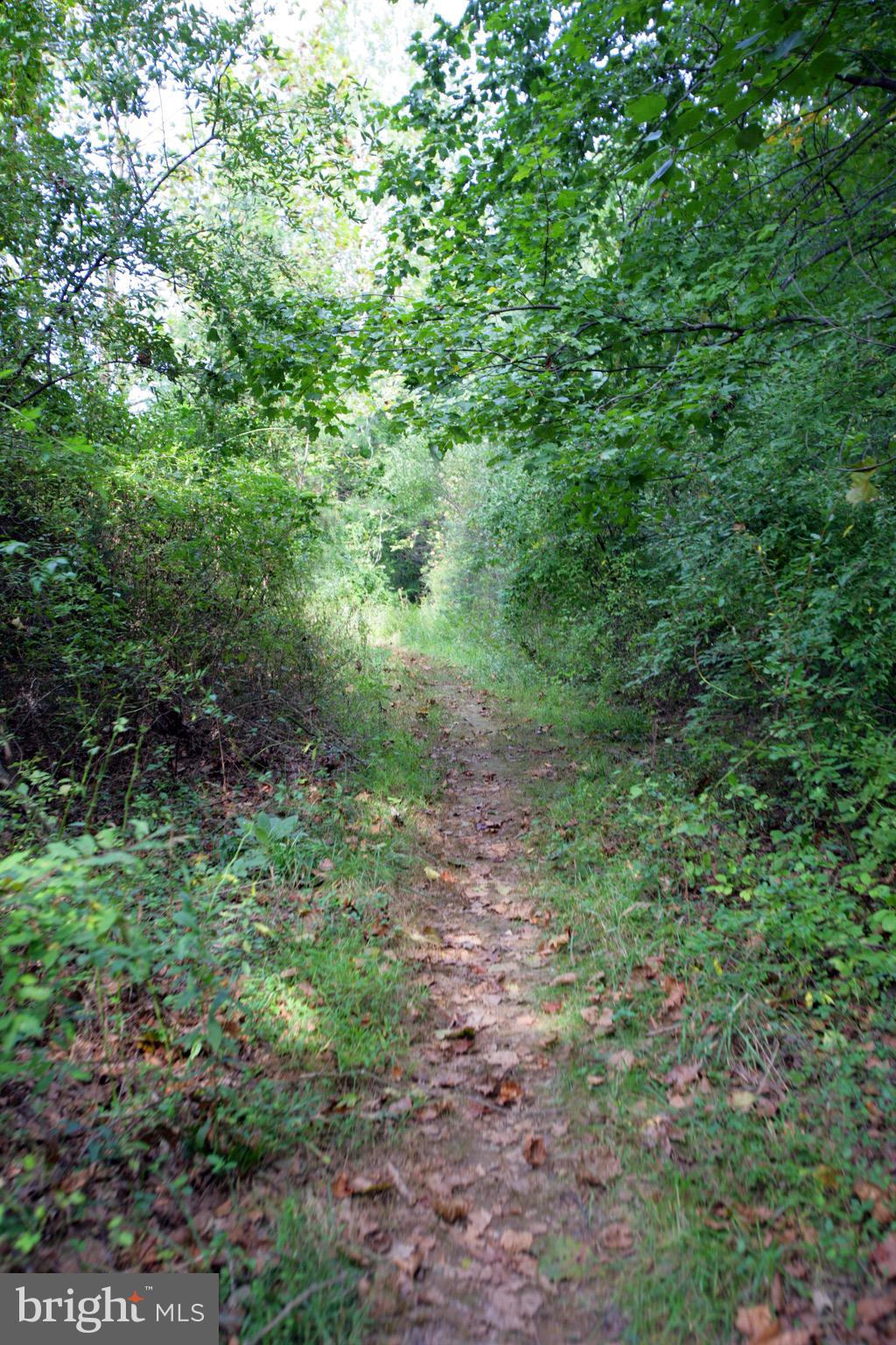 719 Main Street, Unit 719B Gaithersburg, MD 20878 - Photo 34 of 43 a view of a lush green forest