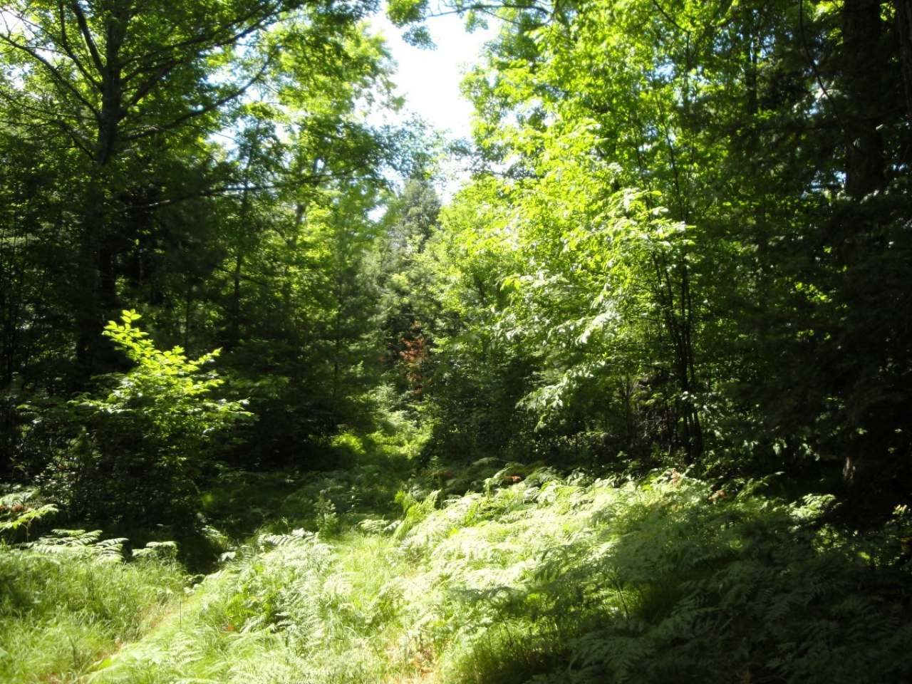 37-acres 37-acres Slizewski Road Rhinelander, WI 54501 - Photo 4 of 16 Gallery Image 4