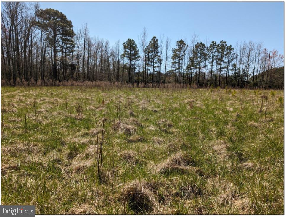 0 Old Eden Road Eden, MD 21822 - Photo 7 of 13