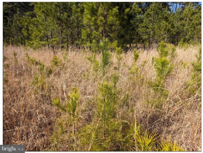 0 Old Eden Road Eden, MD 21822 - Photo 10 of 13