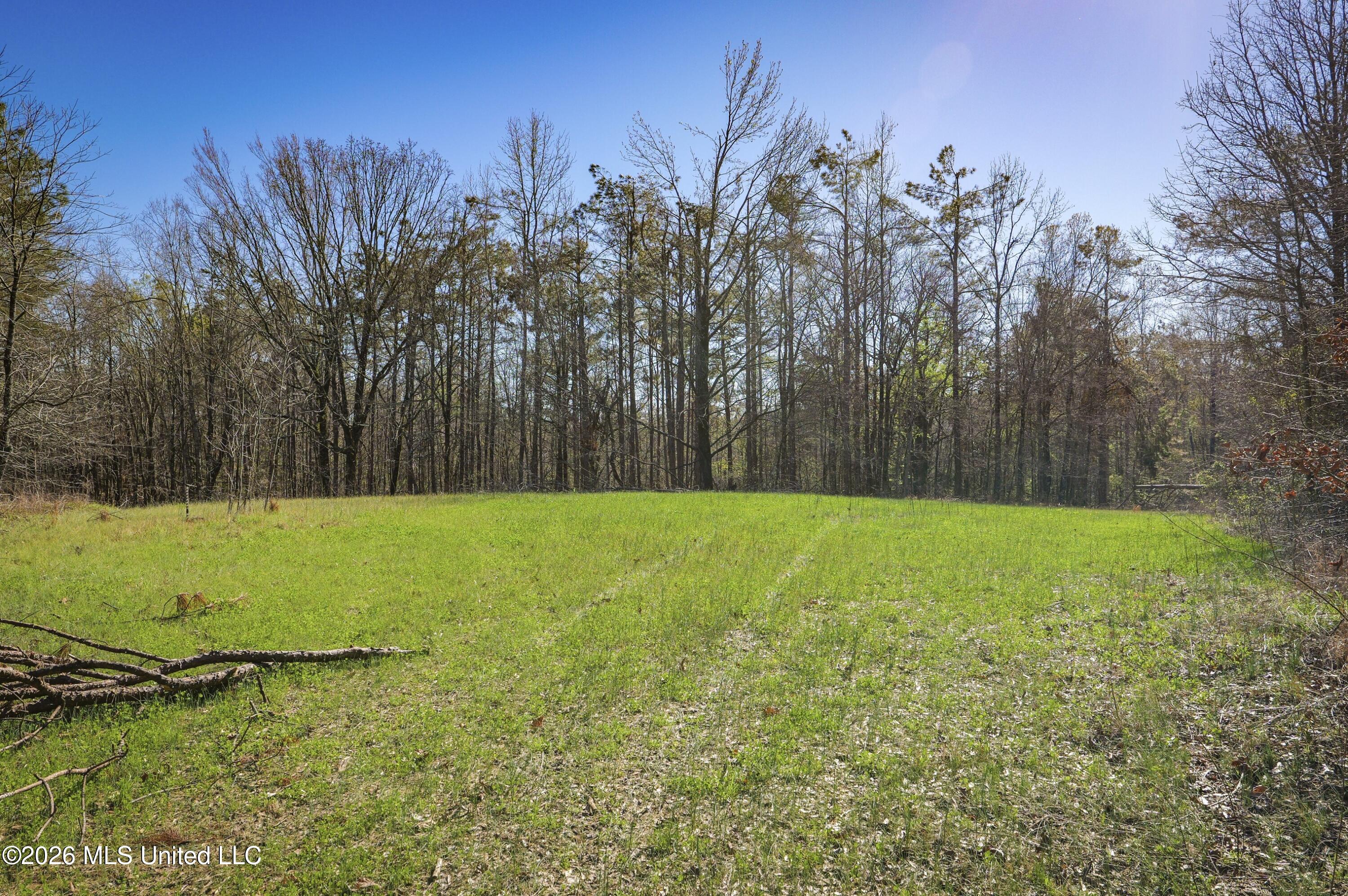 Shook Road Cascilla, MS 38920 - Photo 8 of 15 8