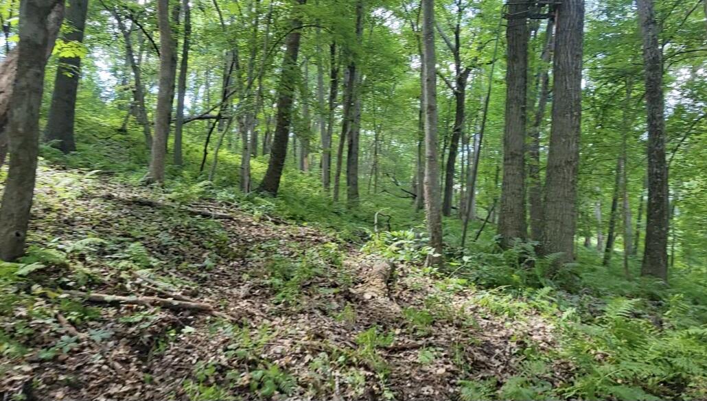 4795 County Rd C Wyoming, WI 53588 - Photo 16 of 82 Woods