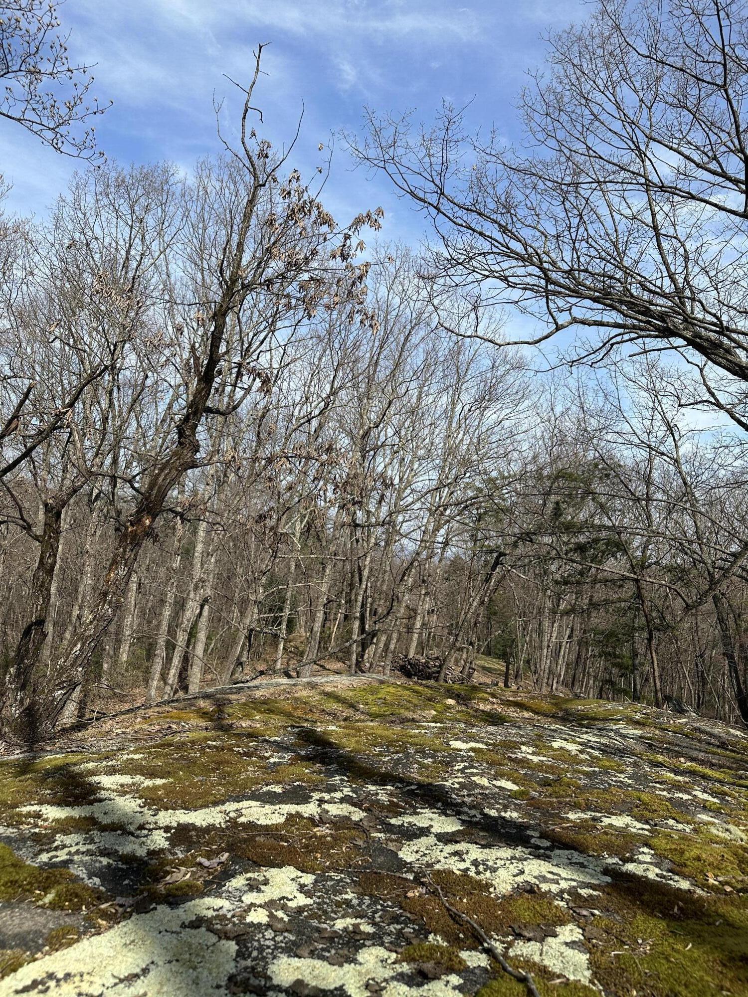 310 Timber Trail Lane Hardy, VA 24101 - Photo 6 of 47 5 acres w/ park-like setting