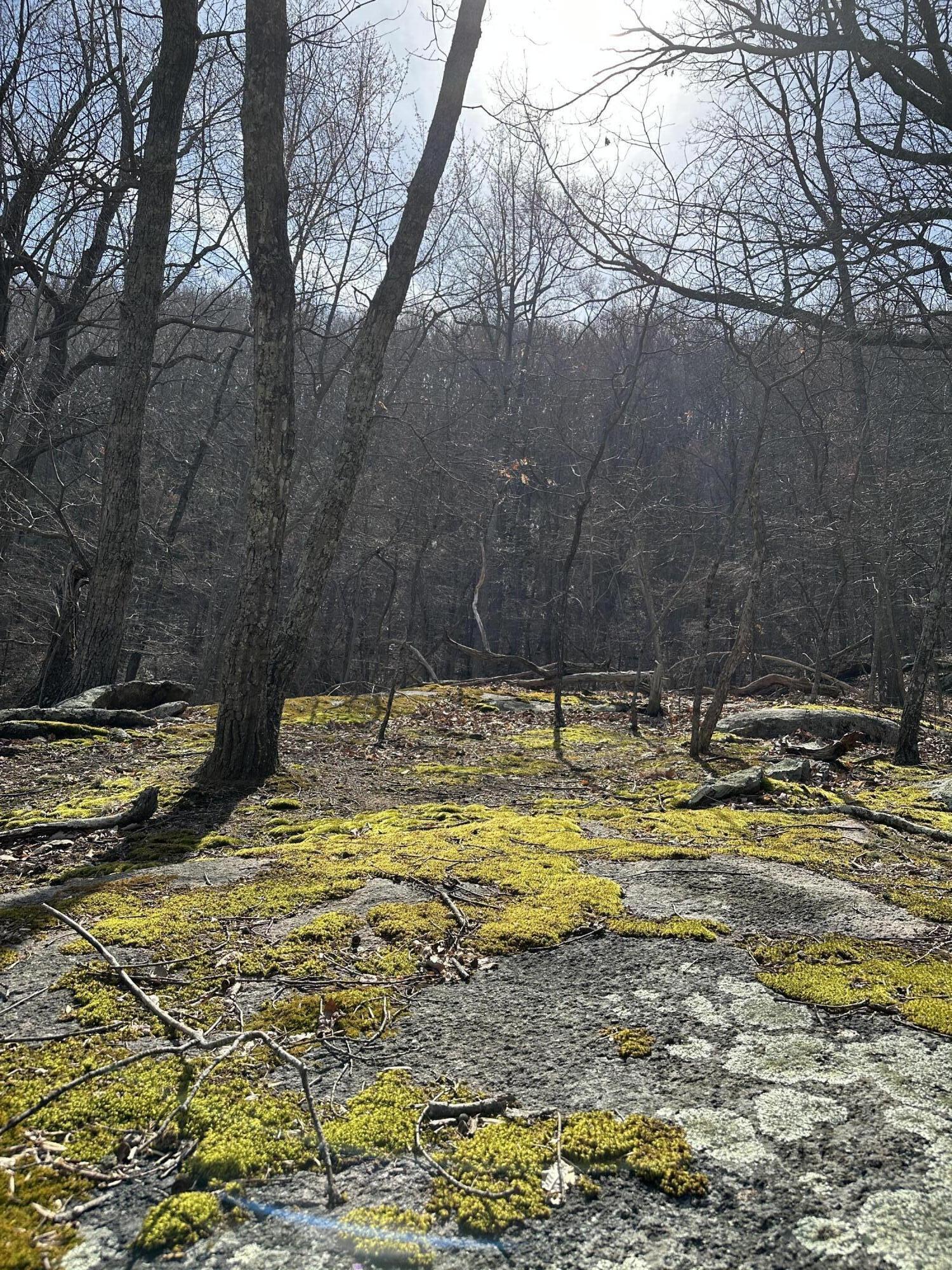 310 Timber Trail Lane Hardy, VA 24101 - Photo 7 of 47 5 acres w/ park-like setting