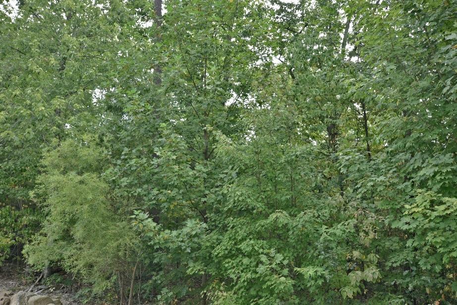 Lot 6 Stackstone Road Sevierville, TN 37862 - Photo 5 of 17 D