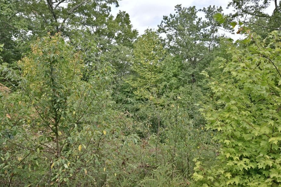 Lot 6 Stackstone Road Sevierville, TN 37862 - Photo 6 of 17 E