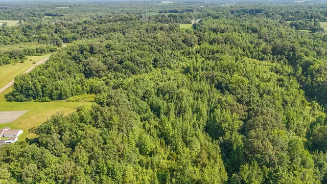 a view of a yard with a plants and large trees