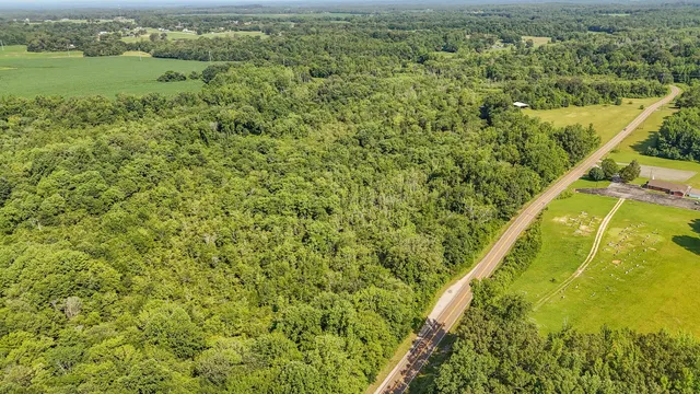 a view of a forest with a street