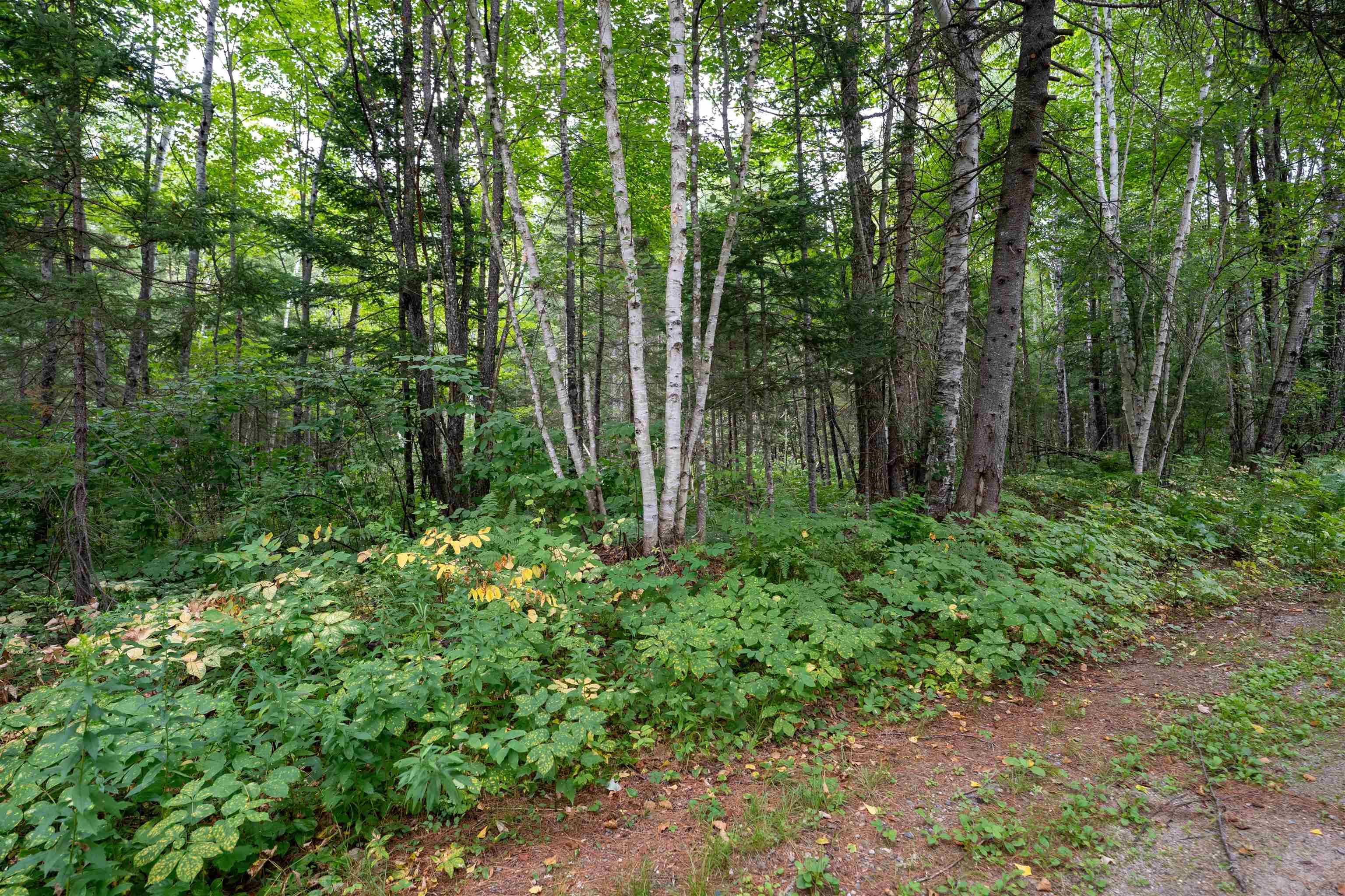0 Boise Cascade Road Dummer, NH 03588 - Photo 6 of 14