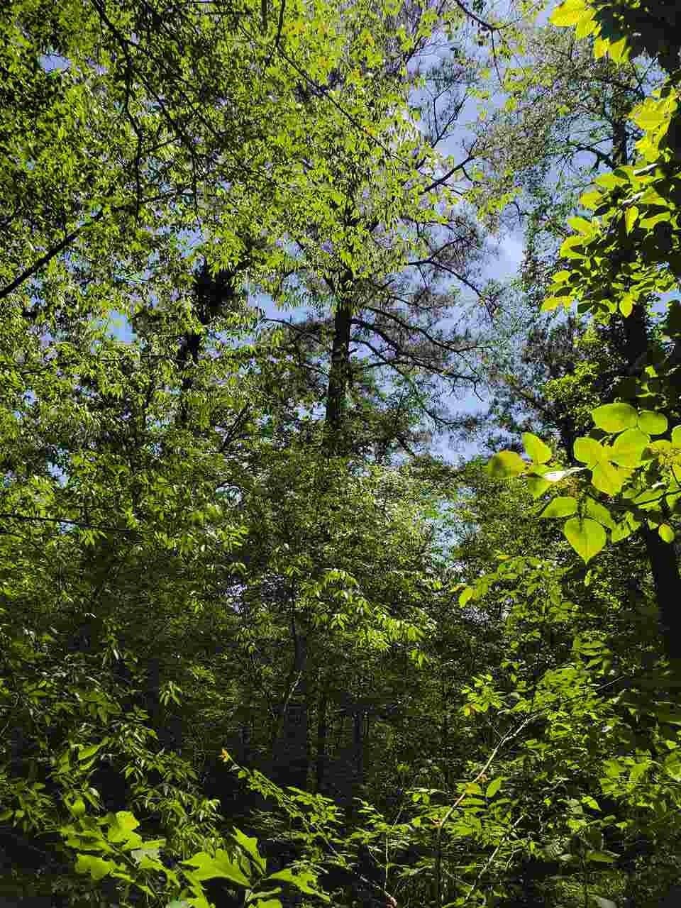 0 Sheep Ranch Road Southeast Cleveland, TN 37323 - Photo 2 of 21 a backyard of a house