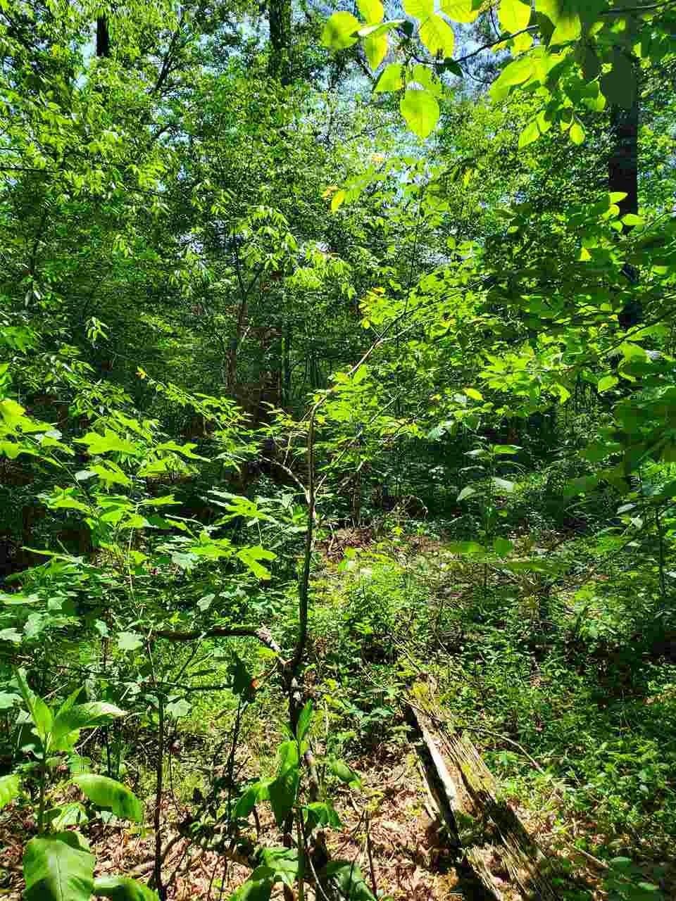 0 Sheep Ranch Road Southeast Cleveland, TN 37323 - Photo 3 of 21 a view of a lush green forest