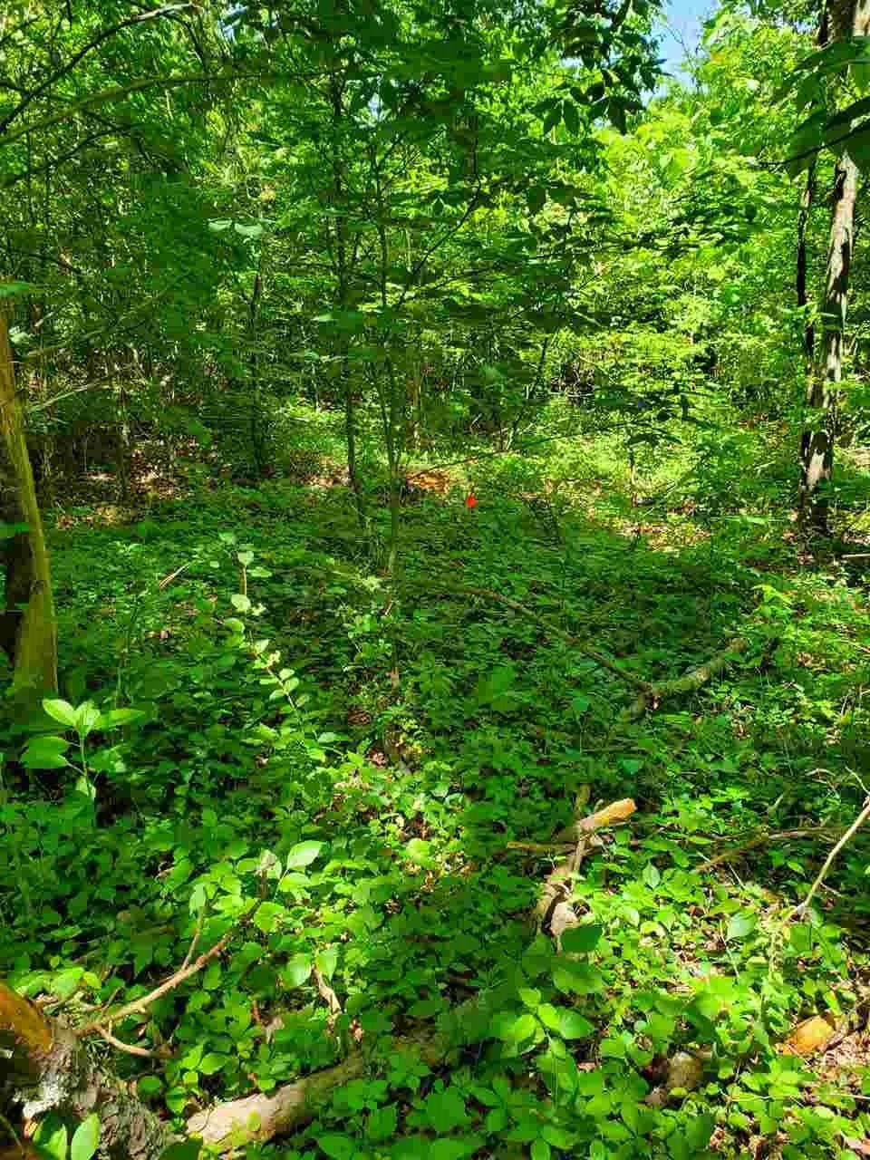 0 Sheep Ranch Road Southeast Cleveland, TN 37323 - Photo 5 of 21 a view of a lush green forest