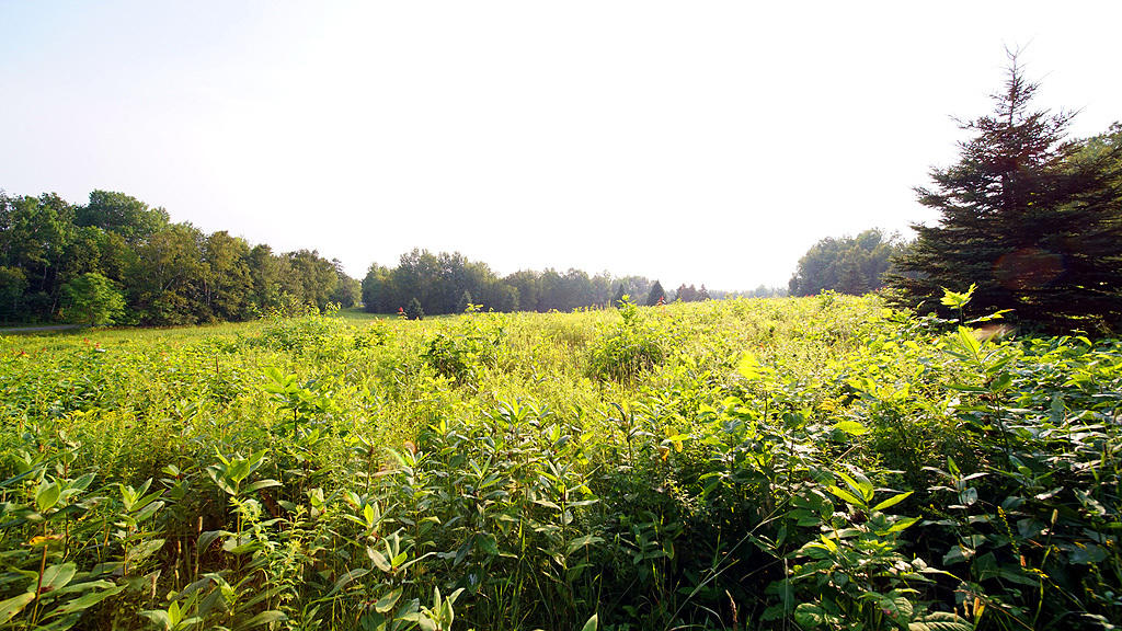 Lot 9-1 New Limerick Road Houlton, ME 04730 - Photo 40 of 40 leisner-maine-land-31
