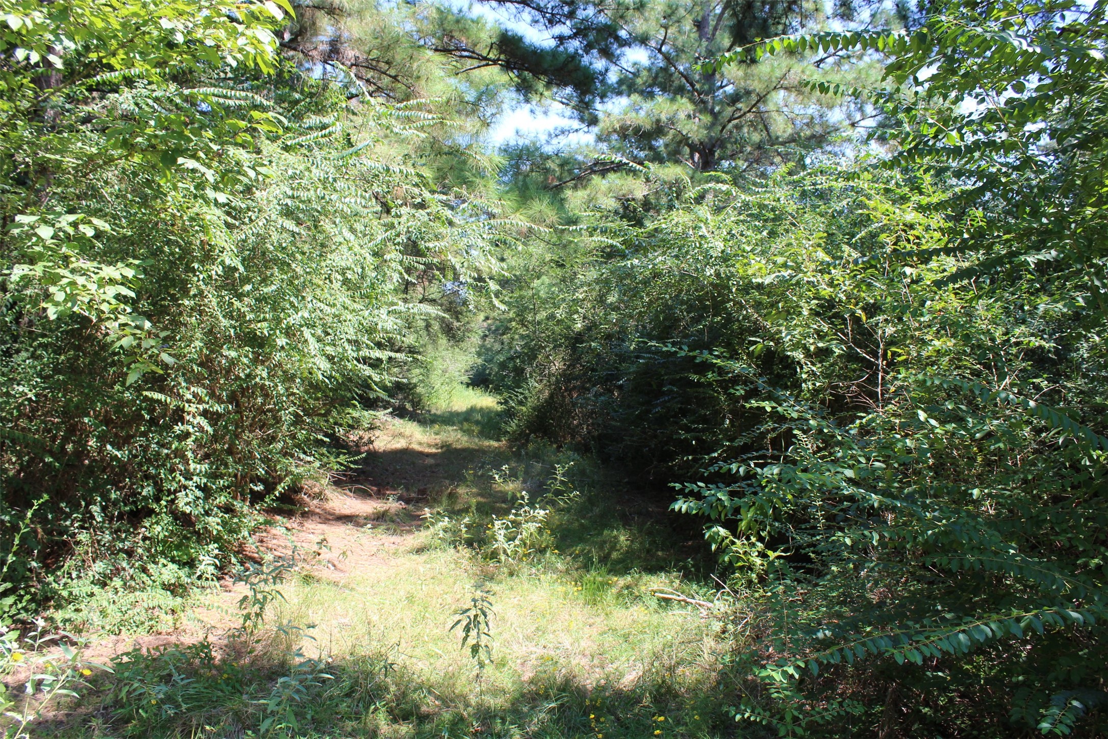 0 Falcon Lane Hempstead, TX 77445 - Photo 4 of 7