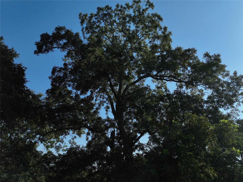 Tbd Lot 6 Randermann Road Brenham, TX 77833 - Photo 6 of 20 a picture of tree