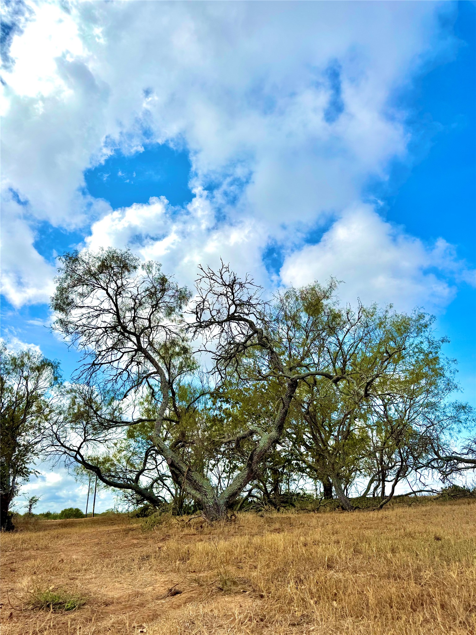 6052 Tenney Creek Road Luling, TX 78648 - Photo 17 of 22 a view of garden