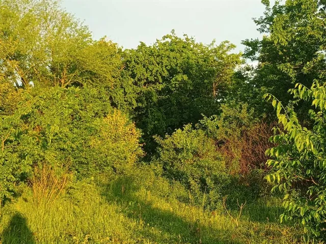 a view of a large yard with plants and large trees