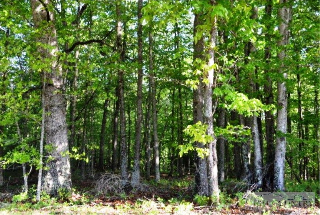 0 Elk Creek Ridge Road Sparta, NC 28675 - Photo 11 of 11 Gallery Image 11