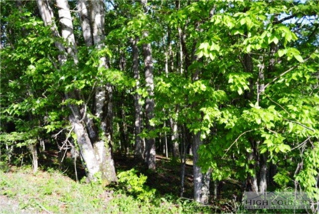 0 Elk Creek Ridge Road Sparta, NC 28675 - Photo 3 of 11 Gallery Image 3