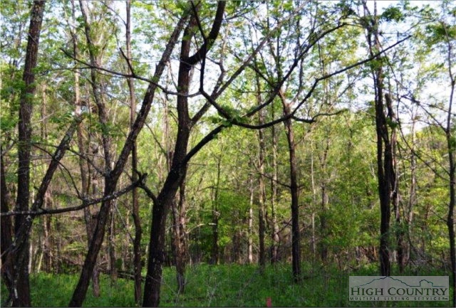 0 Elk Creek Ridge Road Sparta, NC 28675 - Photo 6 of 11 Gallery Image 6