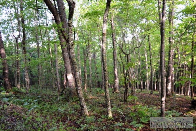 0 Elk Creek Ridge Road Sparta, NC 28675 - Photo 8 of 11 Gallery Image 8