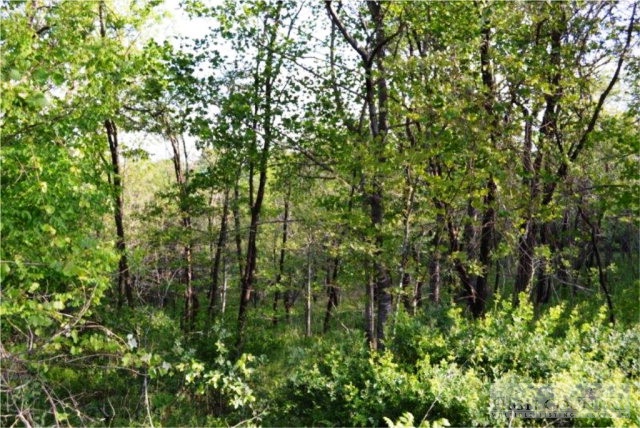 0 Elk Creek Ridge Road Sparta, NC 28675 - Photo 9 of 11 Gallery Image 9