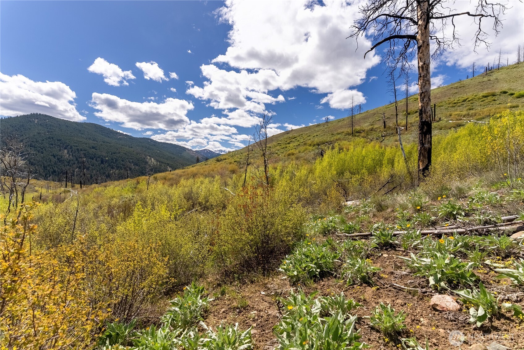 8 Myer Creek Road Twisp, WA 98856 - Photo 9 of 31 Gallery Image 9