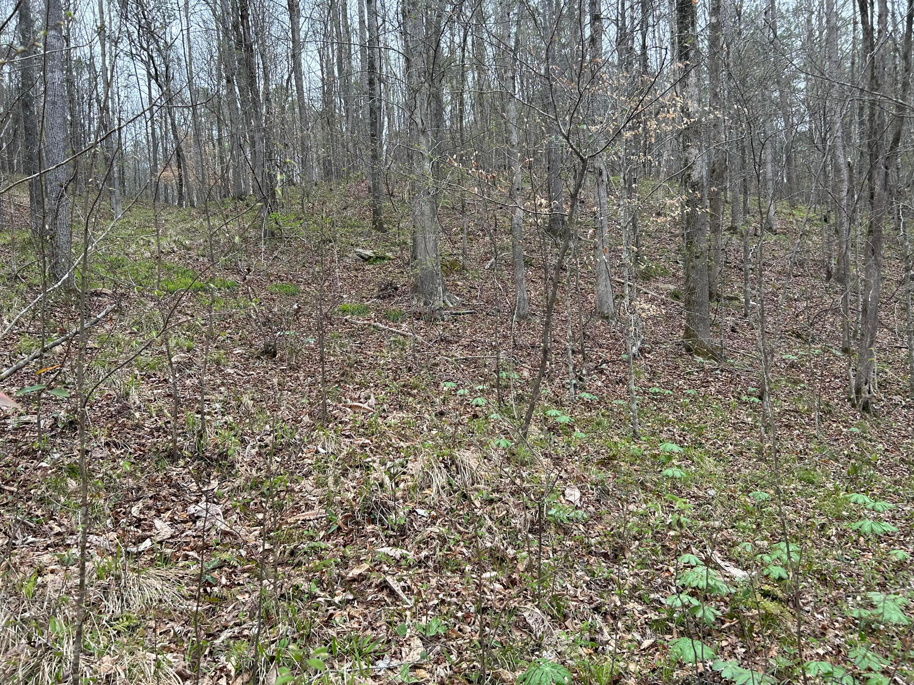 Lot 16 Turkey Bend Addison, AL 35540 - Photo 8 of 19 Gallery Image 8