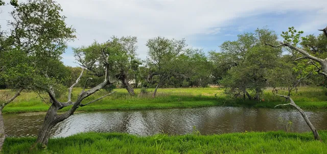 a view of a lush green space