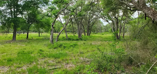 a view of a lush green forest