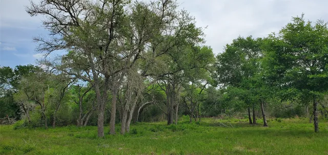 a view of a lush green forest