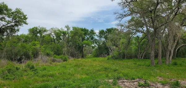 a view of a lush green forest