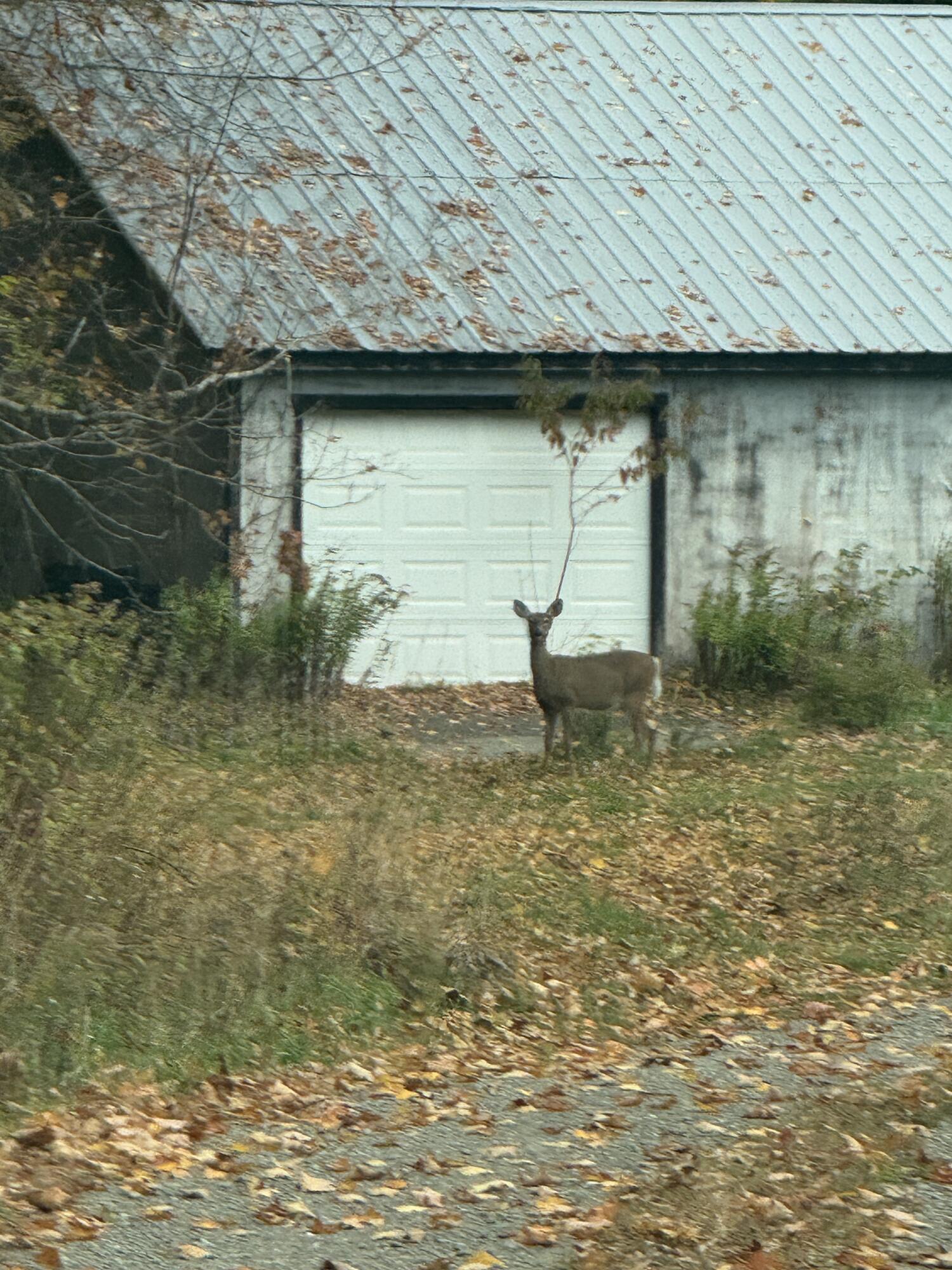 176 Millet Road Garland, ME 04939 - Photo 57 of 84 IMG_7471