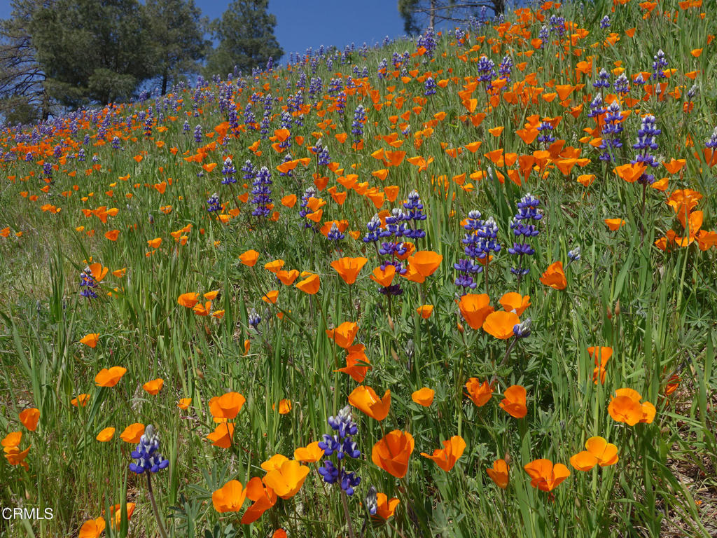 2177 Eastridge Trail Oxnard, CA 93036 - Photo 51 of 58