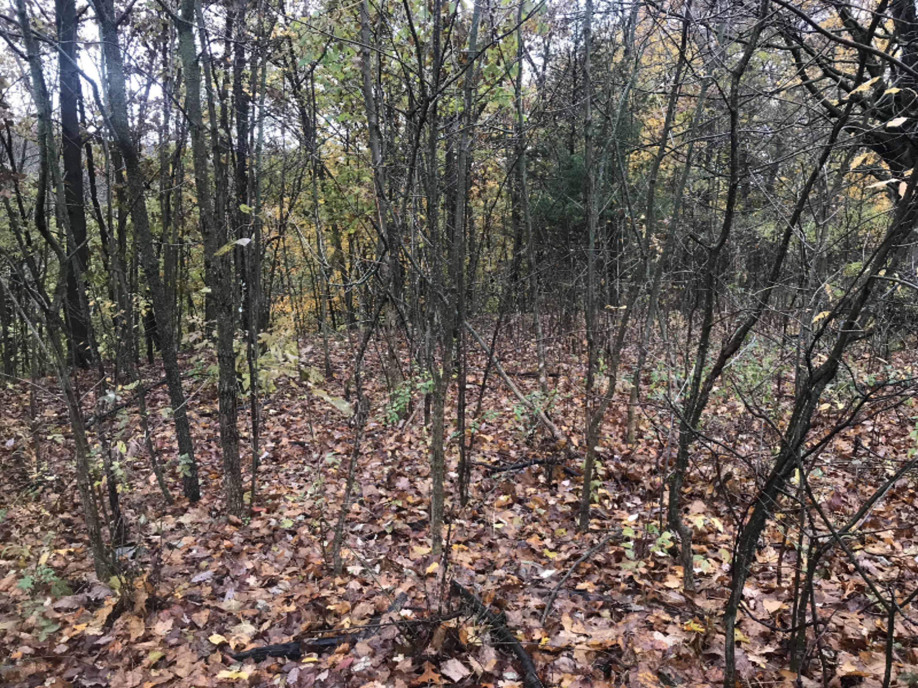 Lot A Garbow Road Middleville, MI 49333 - Photo 2 of 10 Photo Oct 30, 4 50 15 PM