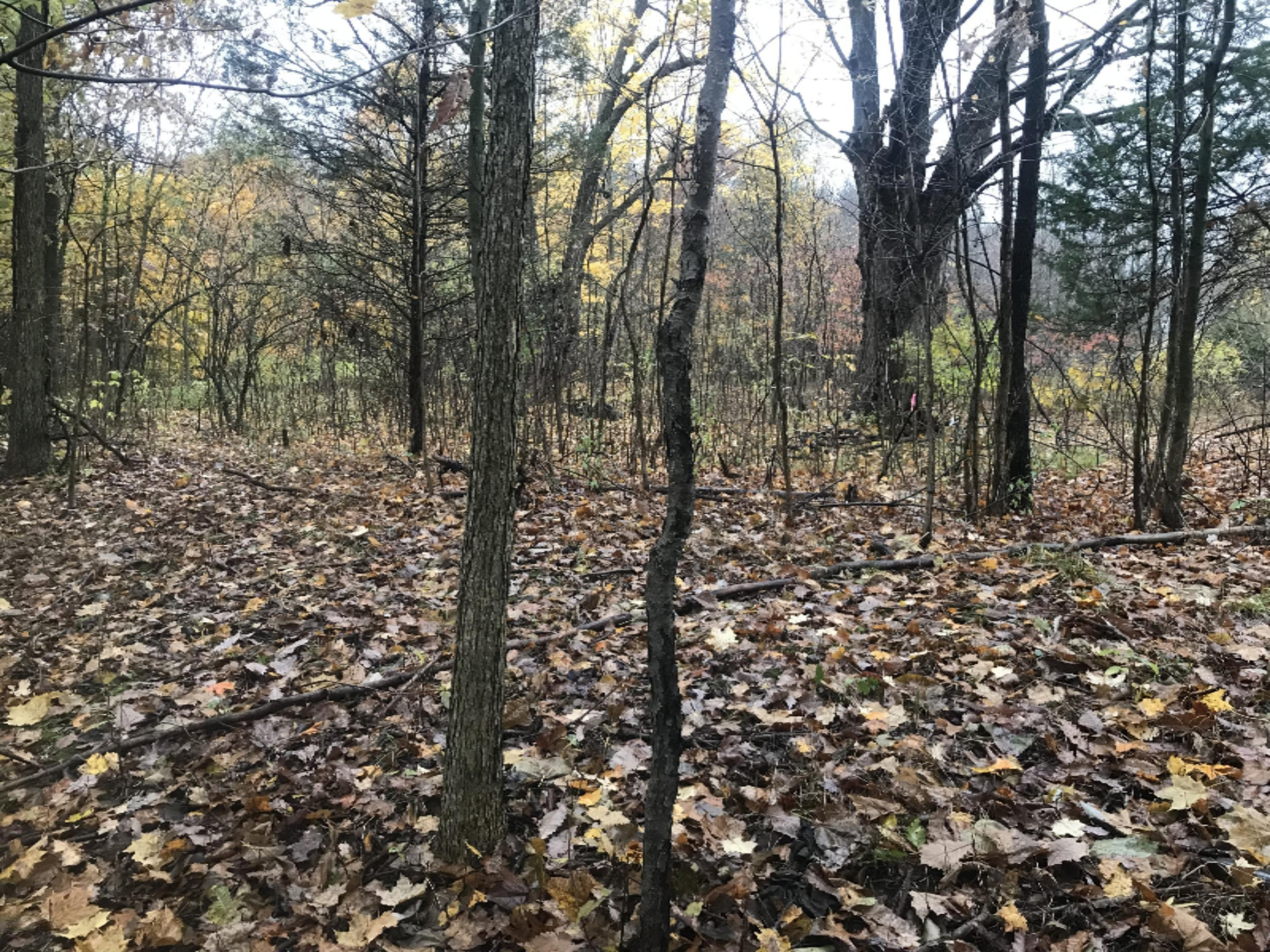 Lot A Garbow Road Middleville, MI 49333 - Photo 3 of 10 Photo Oct 30, 4 49 10 PM