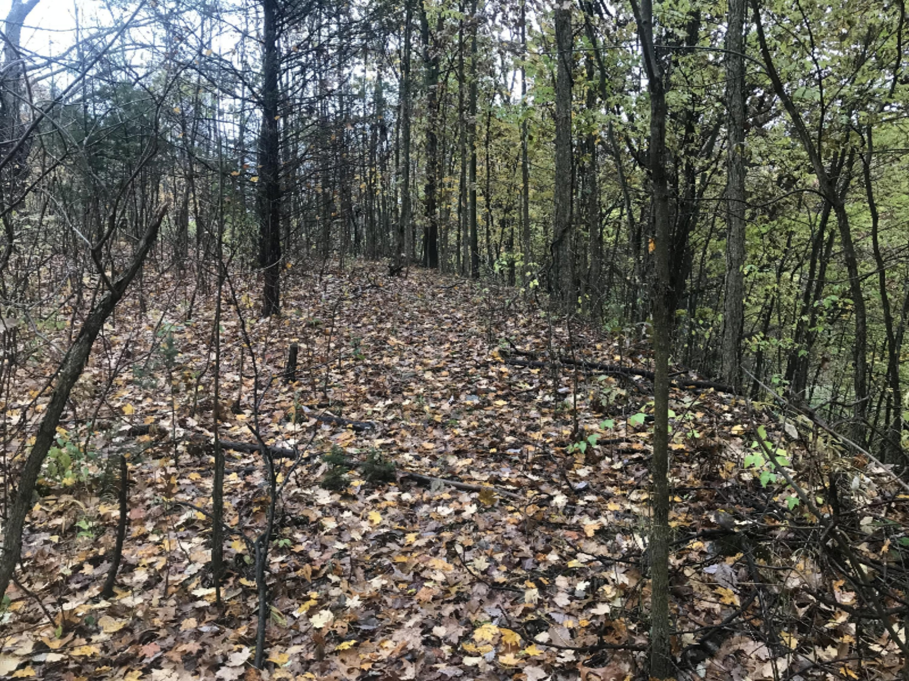Lot A Garbow Road Middleville, MI 49333 - Photo 4 of 10 Photo Oct 30, 4 44 33 PM