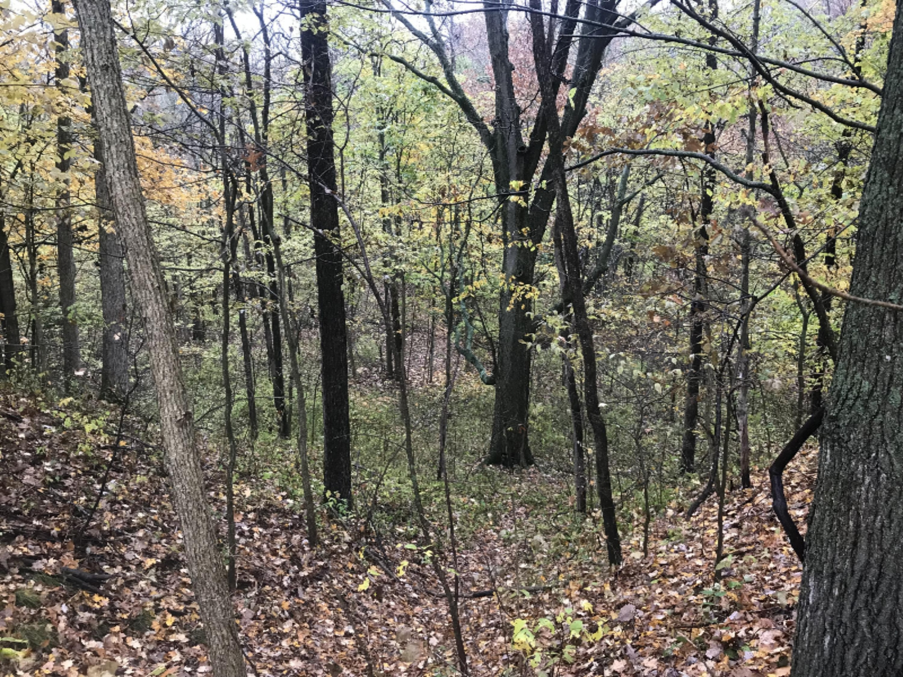 Lot A Garbow Road Middleville, MI 49333 - Photo 5 of 10 Photo Oct 30, 4 44 56 PM