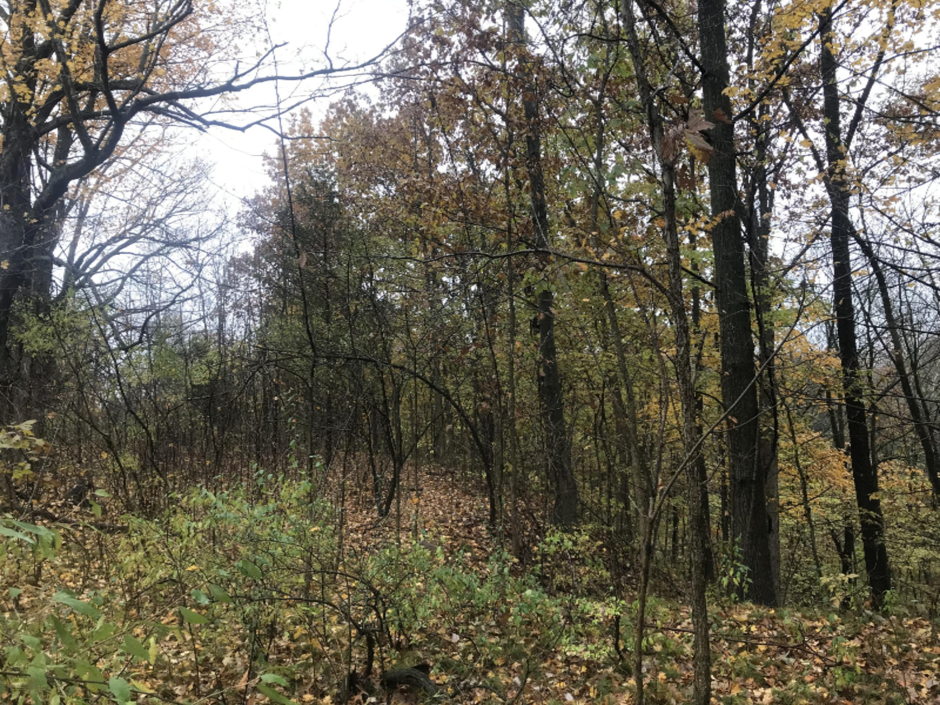Lot A Garbow Road Middleville, MI 49333 - Photo 6 of 10 Photo Oct 30, 4 45 52 PM