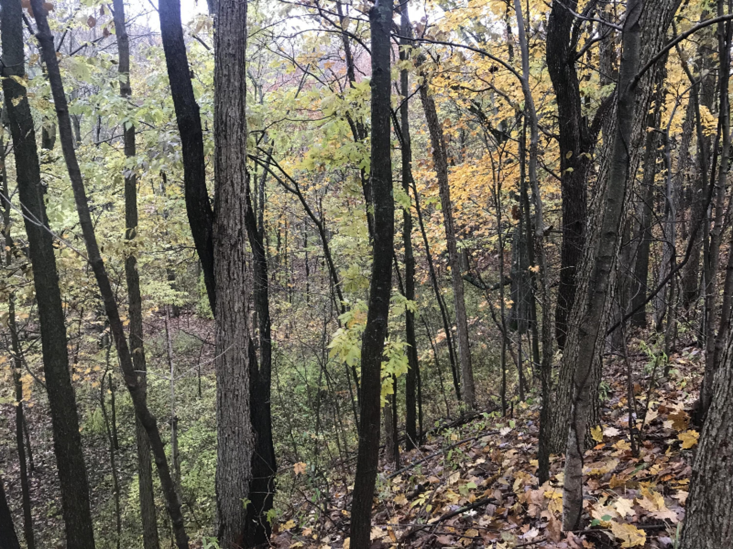 Lot A Garbow Road Middleville, MI 49333 - Photo 9 of 10 Photo Oct 30, 4 49 19 PM