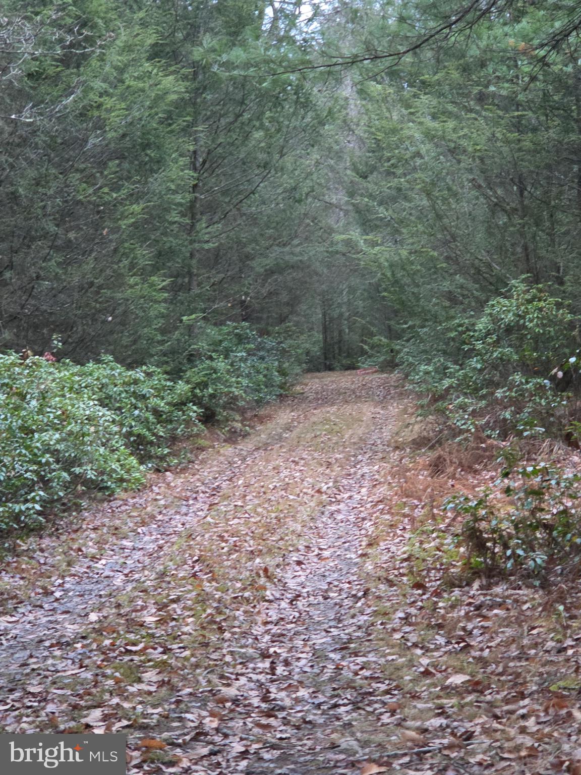 0 Sandy Creek Road Frenchville, PA 16836 - Photo 12 of 13 a view of a yard with a trees