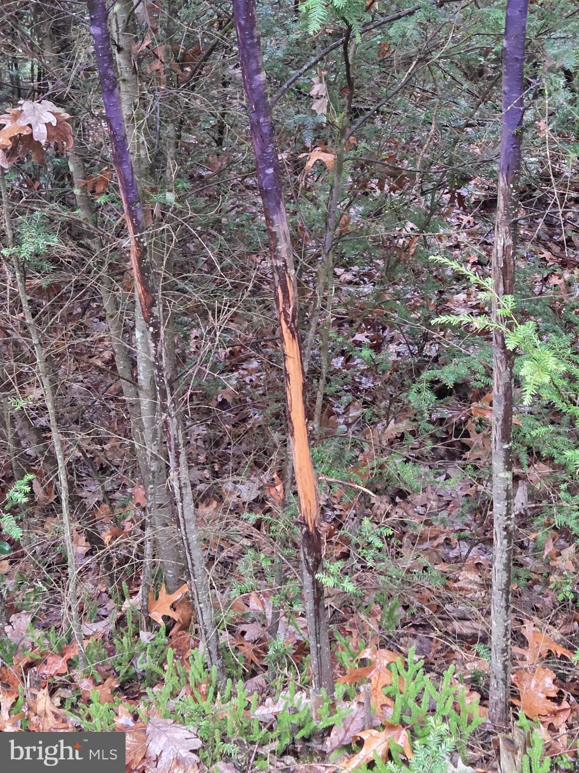 0 Sandy Creek Road Frenchville, PA 16836 - Photo 5 of 13 a picture of trees