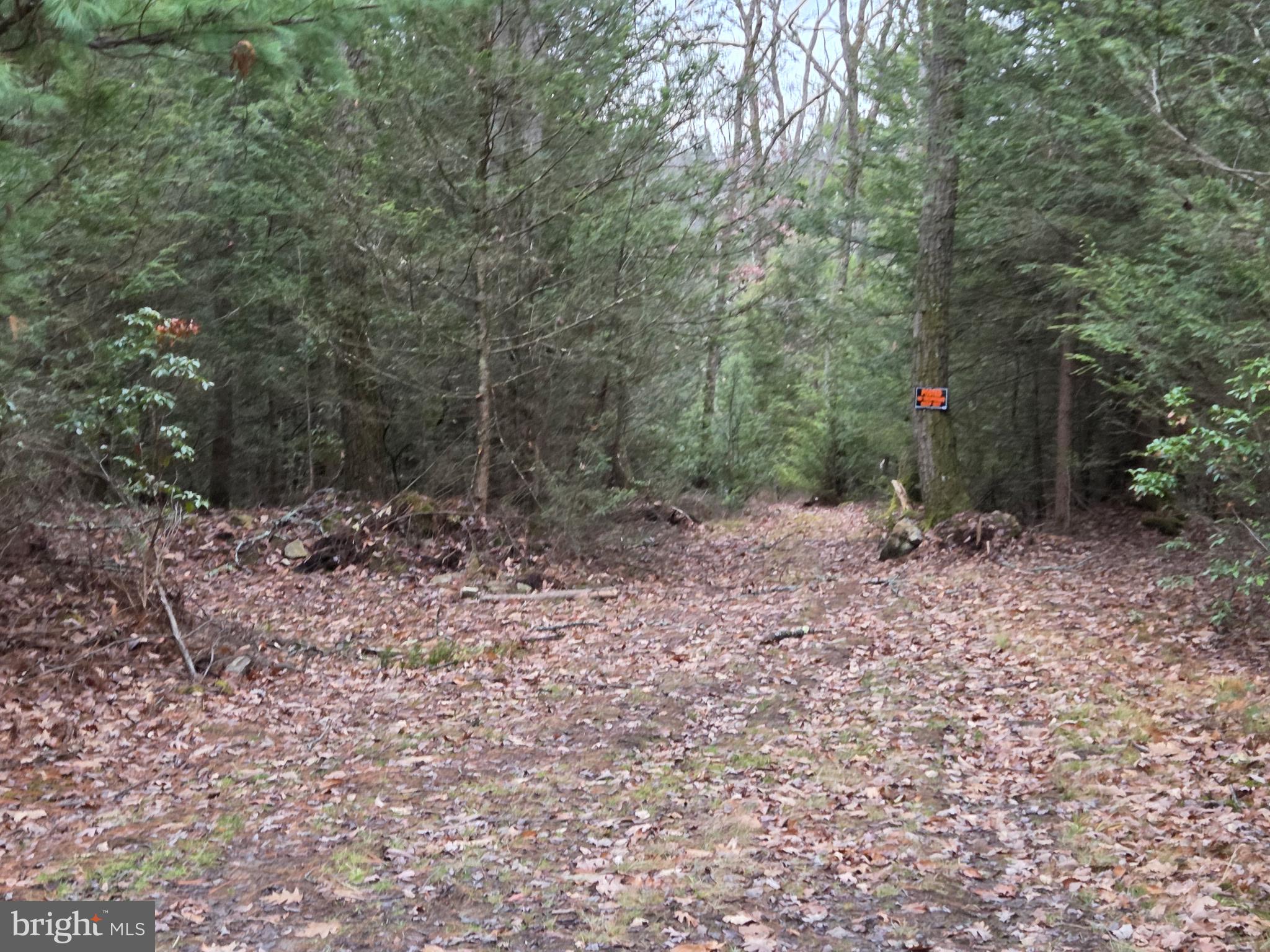 0 Sandy Creek Road Frenchville, PA 16836 - Photo 8 of 13 a view of a forest with trees in the background