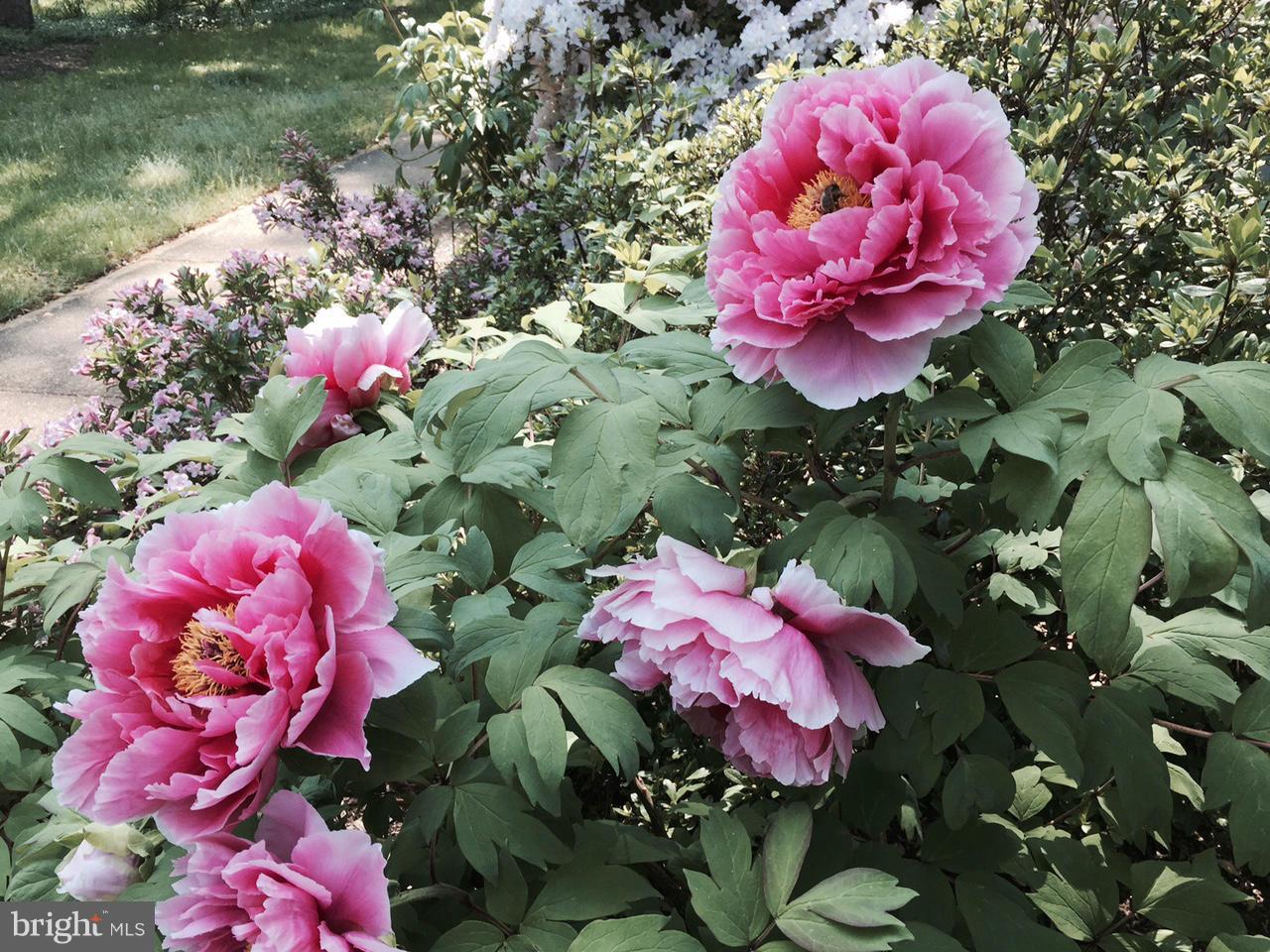 240 Rugby Road Arnold, MD 21012 - Photo 5 of 30 Gorgeous Camellias in the front yard!!!