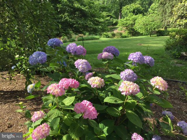 240 Rugby Road Arnold, MD 21012 - Photo 6 of 30 Beautiful Hydrangeas