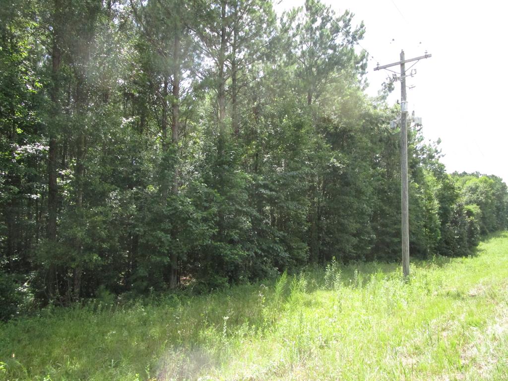 0 State Highway Clio, AL 36017 - Photo 3 of 3