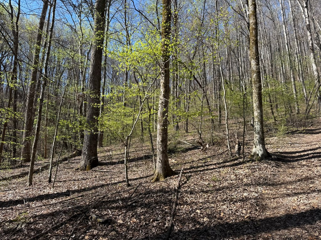Tbd Clearview Lane Murphy, NC 28906 - Photo 27 of 29 Timber