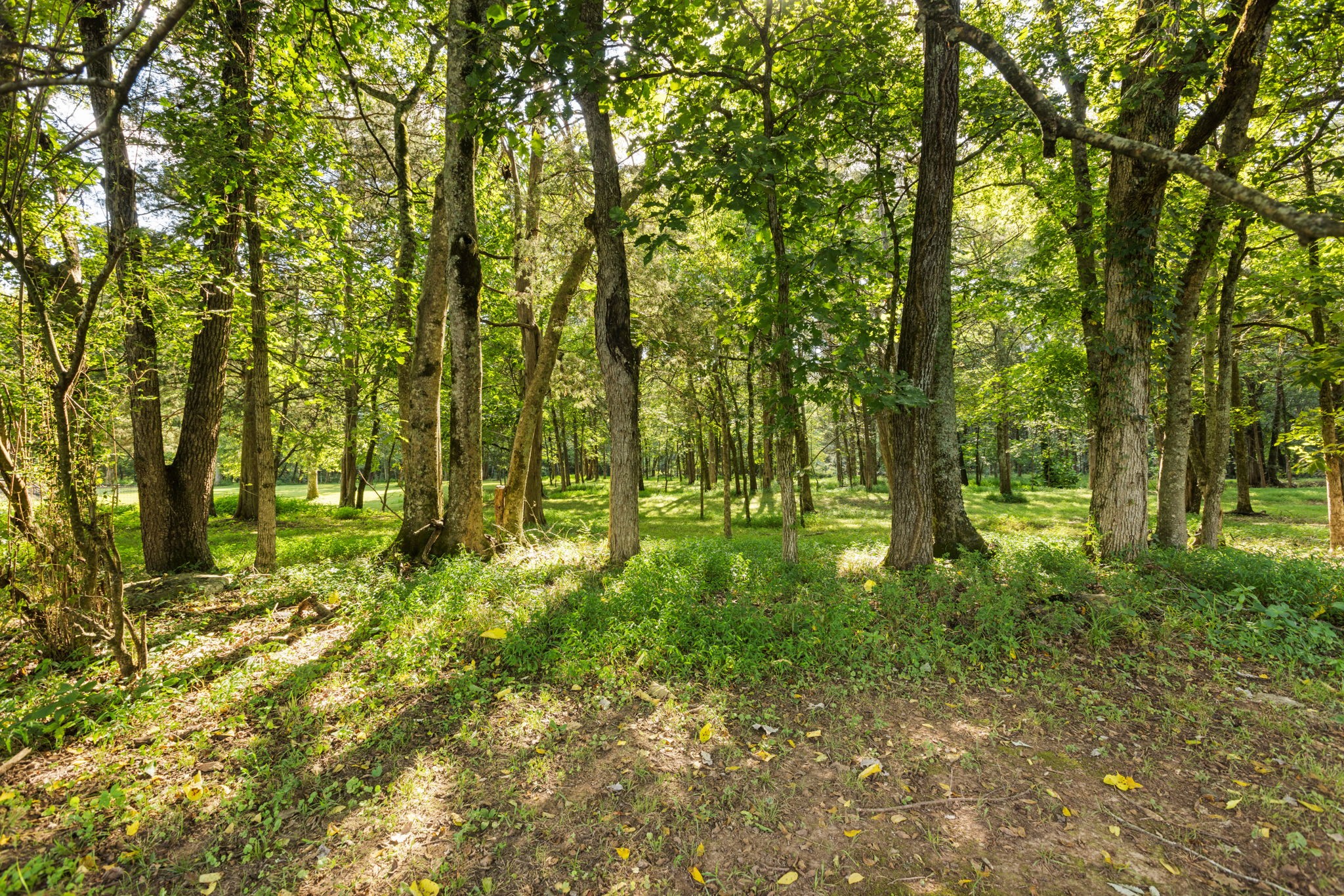 1825 North Lovvorn Road Christiana, TN 37037 - Photo 84 of 97