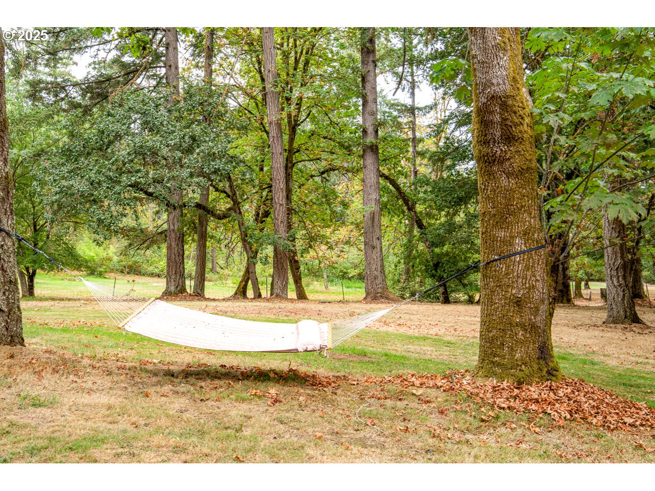 3503 Northwest Valley View Drive Albany, OR 97321 - Photo 12 of 43 a view of a yard with an trees