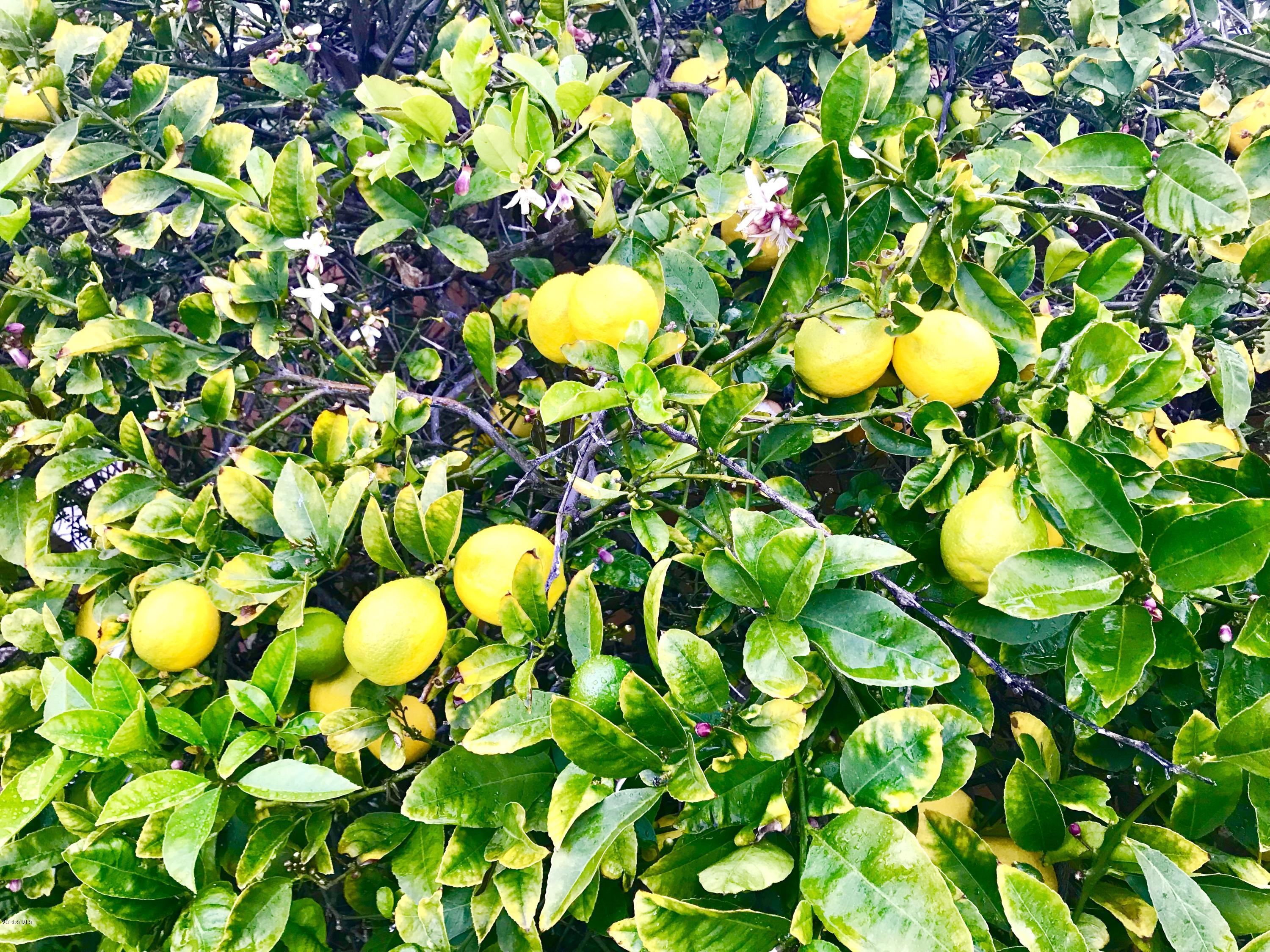 4010 South J Street Oxnard, CA 93033 - Photo 15 of 18 a view of flowers in a tree